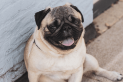 Tudo Sobre a Raça Pug: Guia Completo para Cuidar do Seu Companheiro