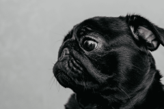 Tudo Sobre a Raça Pug: Guia Completo para Cuidar do Seu Companheiro