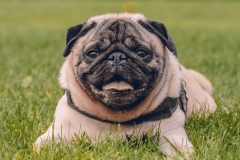 Tudo Sobre a Raça Pug: Guia Completo para Cuidar do Seu Companheiro