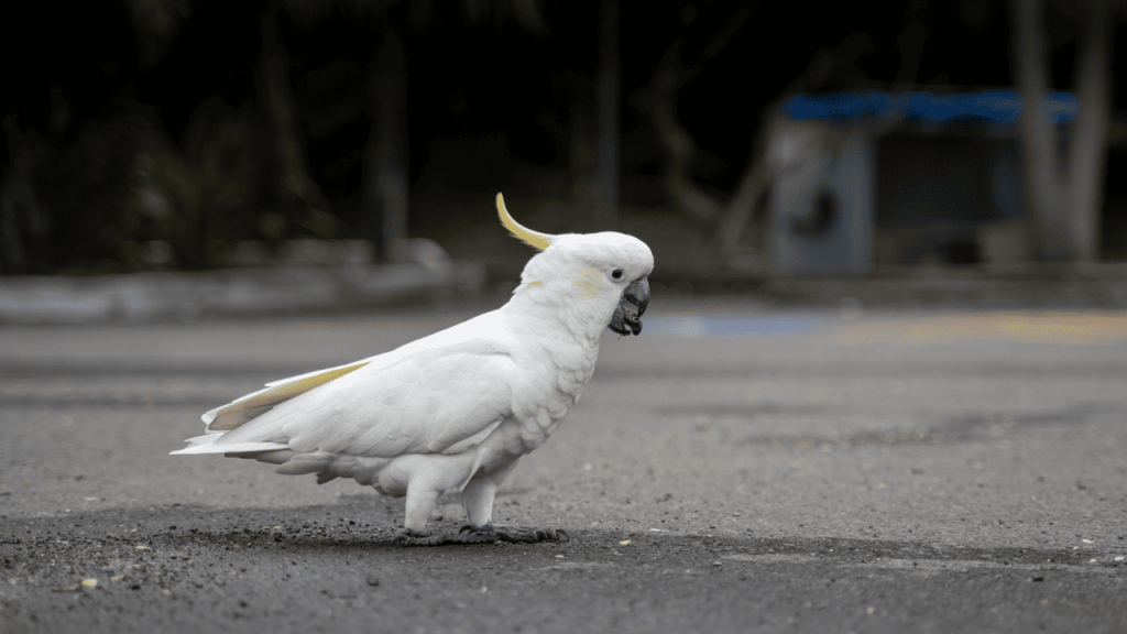 Cacatua Galerita