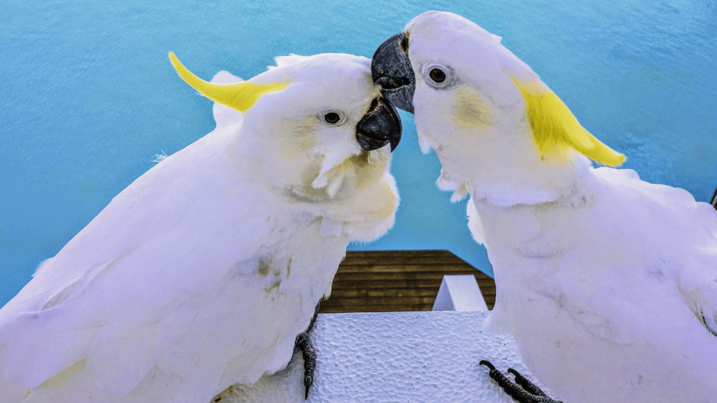 Cacatua Galerita