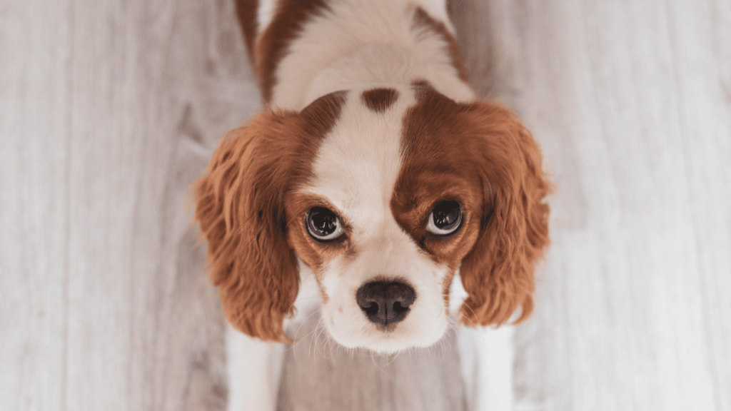 Cavalier King Charles Spaniel