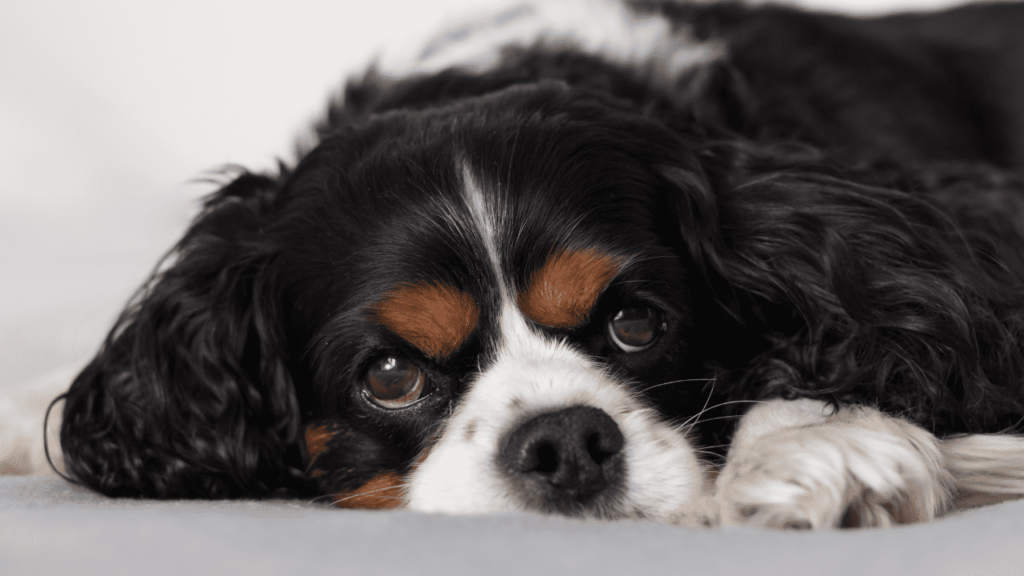 Cavalier King Charles Spaniel