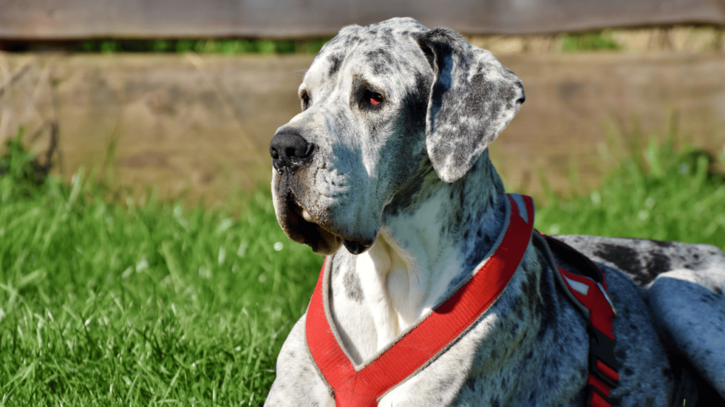 Dogue Alemão