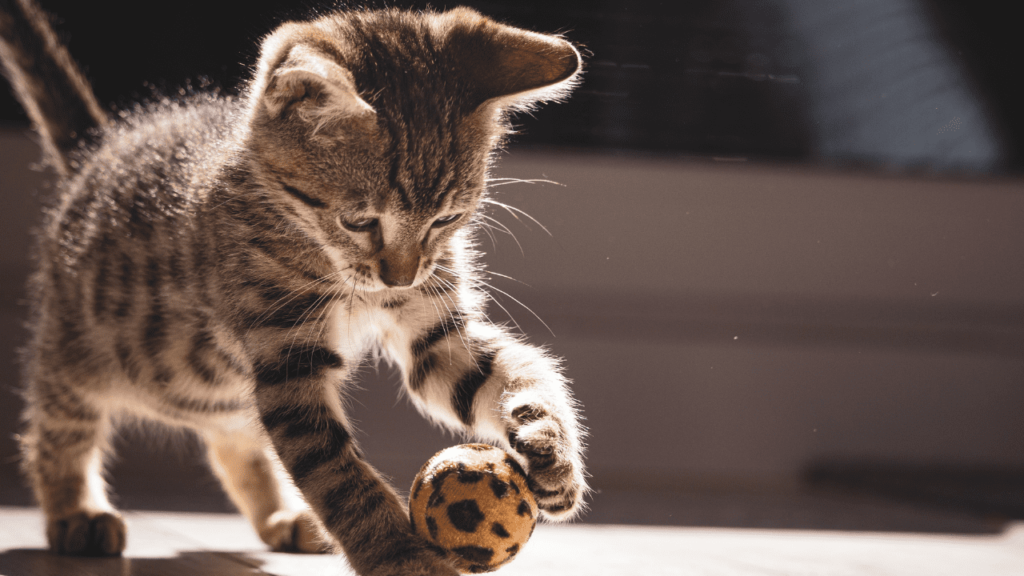 por que os gatos são tão curiosos?