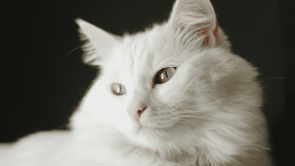 Por que os gatos são tão curiosos?