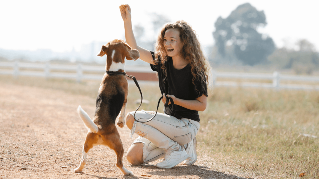 adestramento de cães
