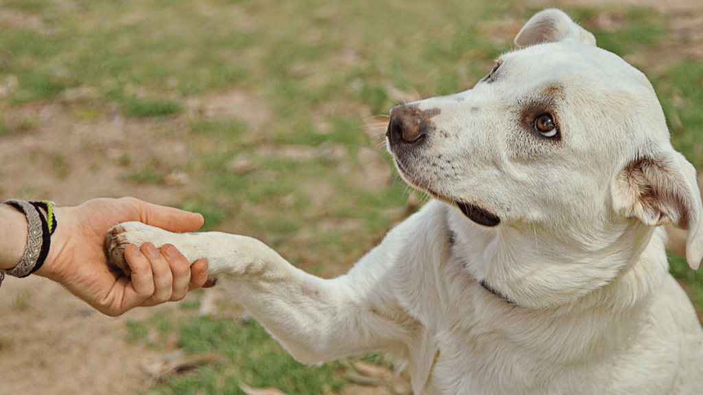 adestramento de cães