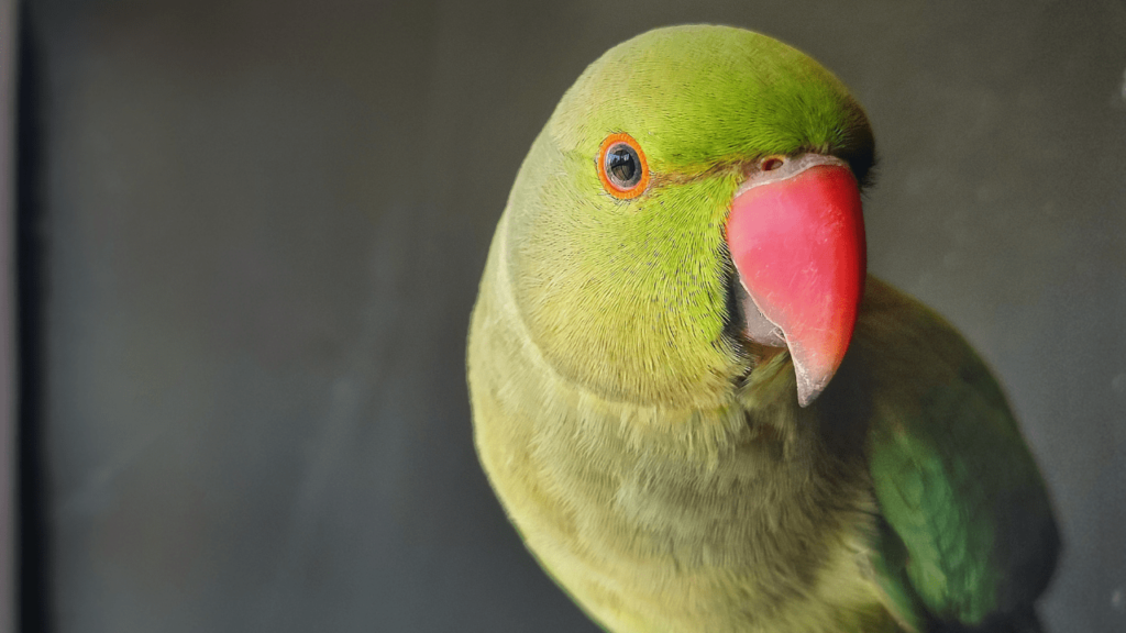 ring neck